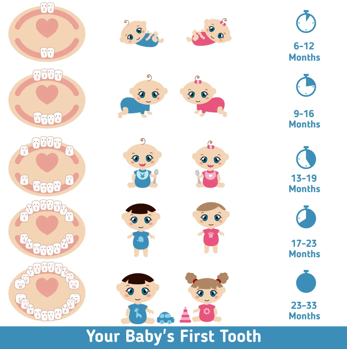 baby teeth growth process