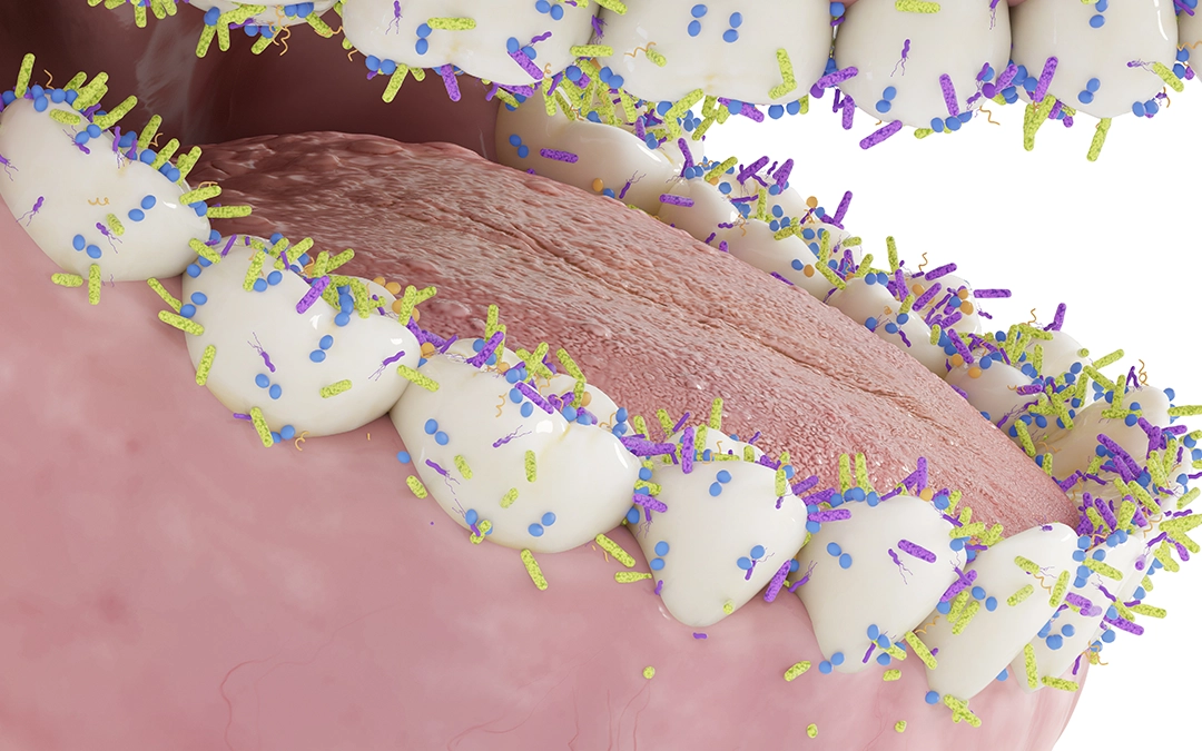 The hidden world of oral bacteria The hidden world of oral bacteria