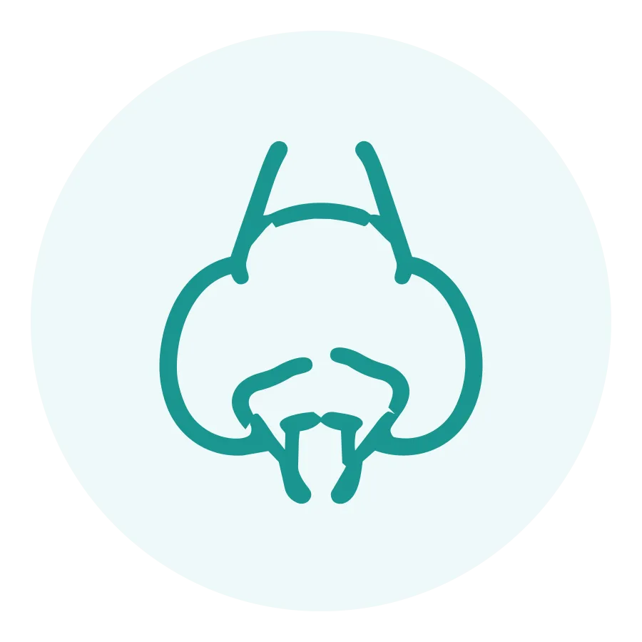 Tooth Extraction